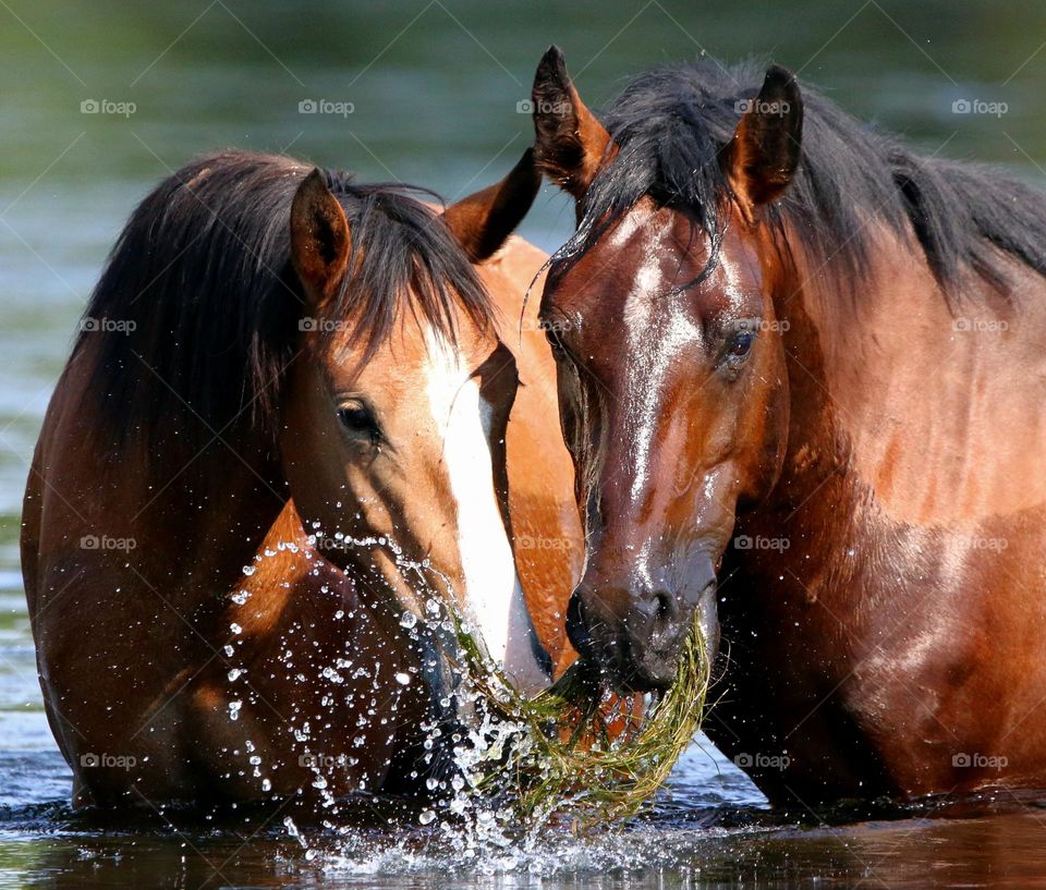 Wild Horses Sharing Breakfast in River