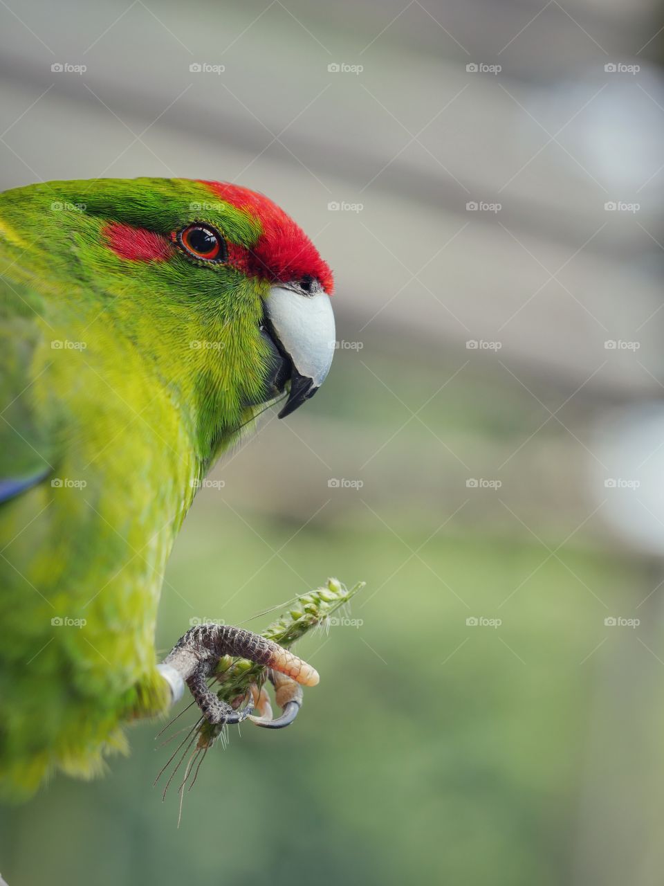 Close up of kakariki parakeet