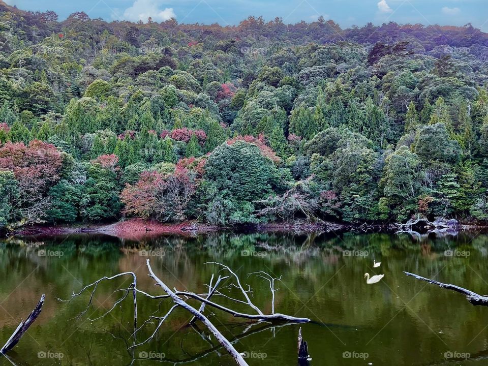 Beautiful forest and lake scenery