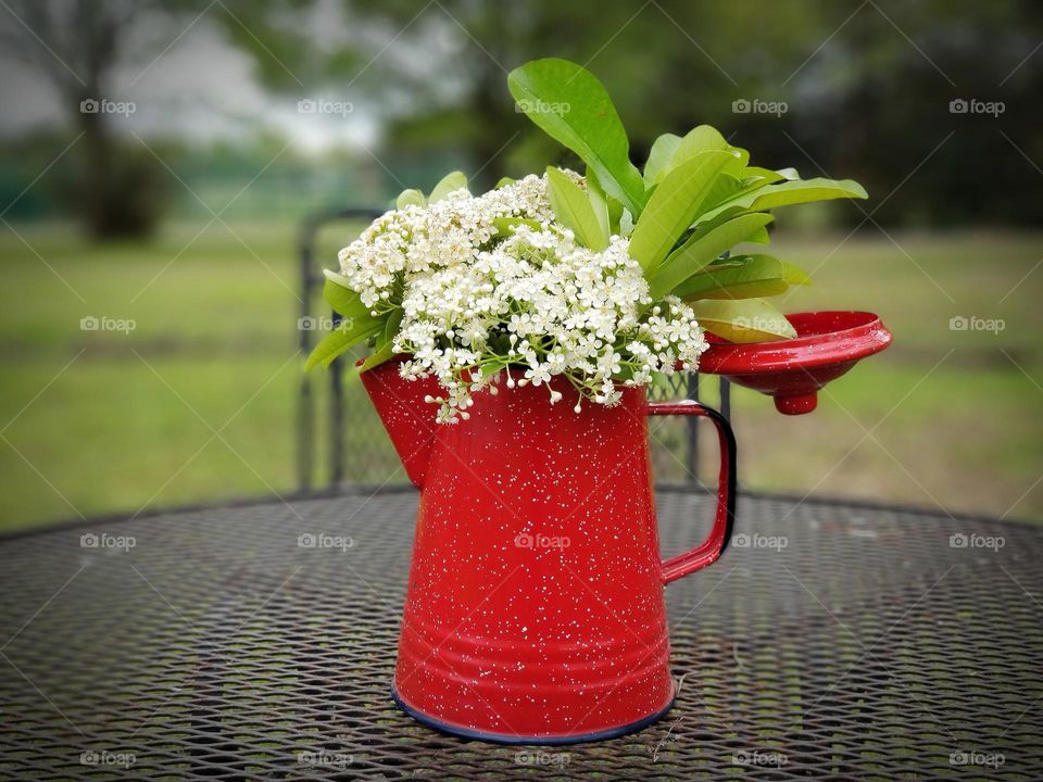 Red Tipped Photinia Flowers in a Red Campfire Coffee Pot for a Vase Outside on a Wrought Iron Table