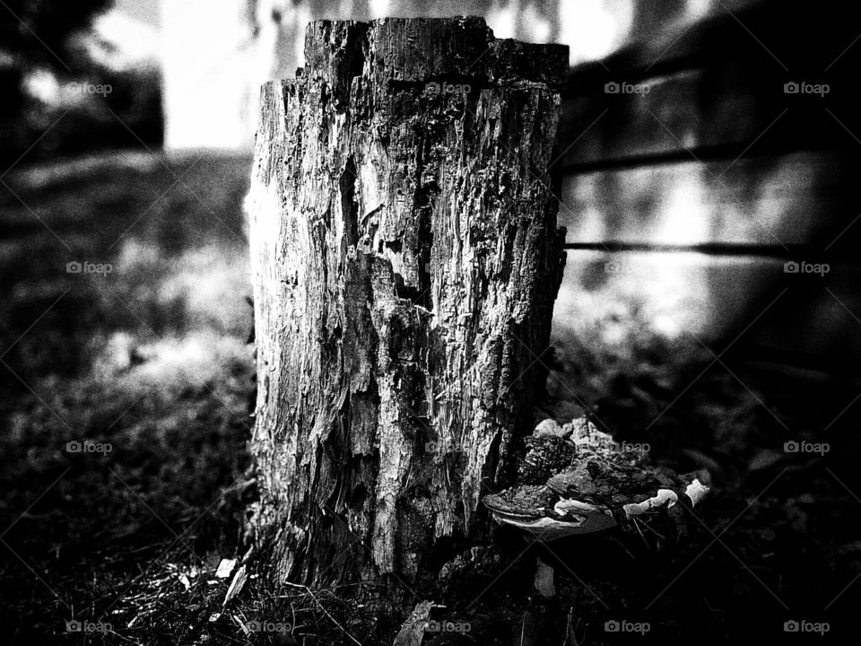 Tree Stump - B&W Version 

Captured with Sony Xperia Z Ultra and developed in Snapseed.