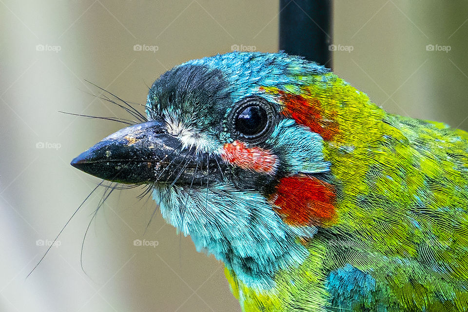 Bird ID - Blue-eared Barbet