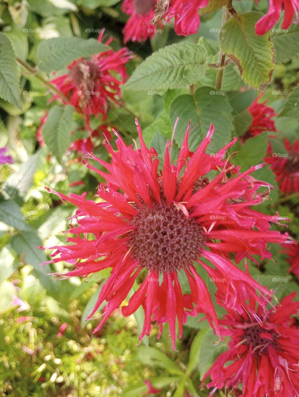 Closeup Flower