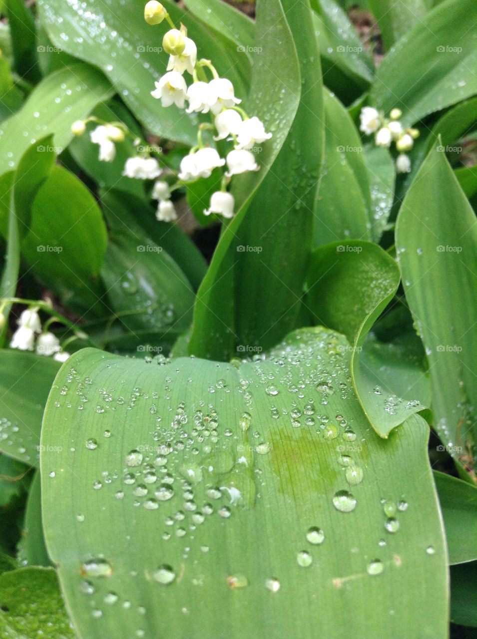 A collection of raindrops on the leaf of a Lily of the Valley.