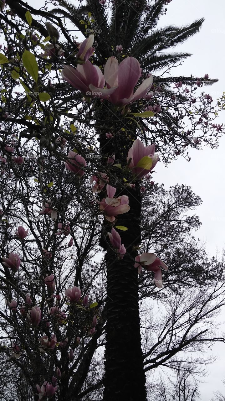 pink and white flowers