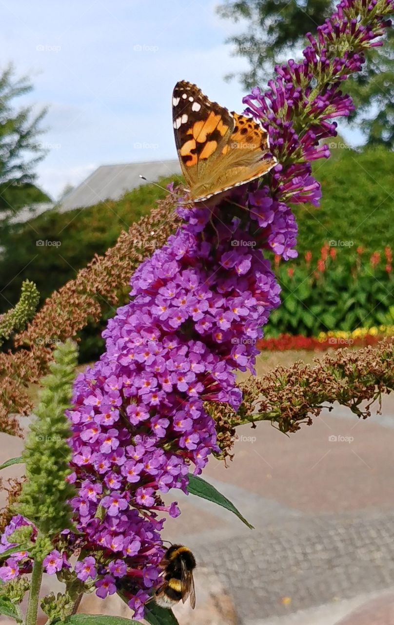 bumblebee flower hummel Schmetterling