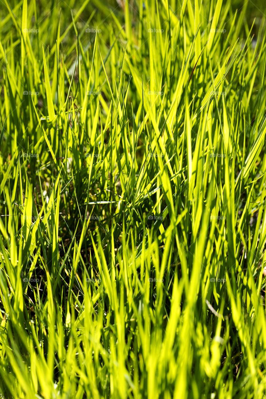 Grass leaves macro look summer mood positive vibes wonderful time hustling daydreaming naturalism green power