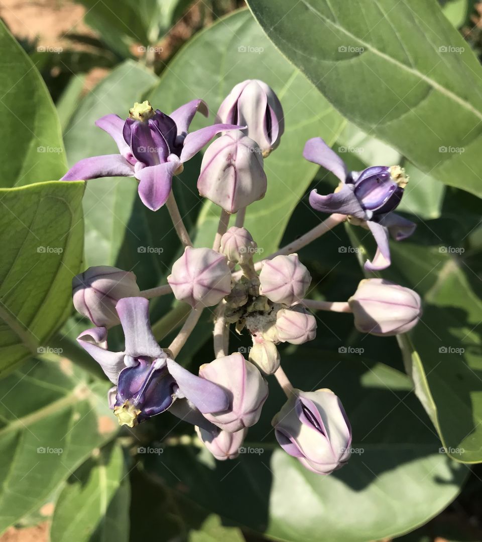 Calotropis gigantea( Linn.) 