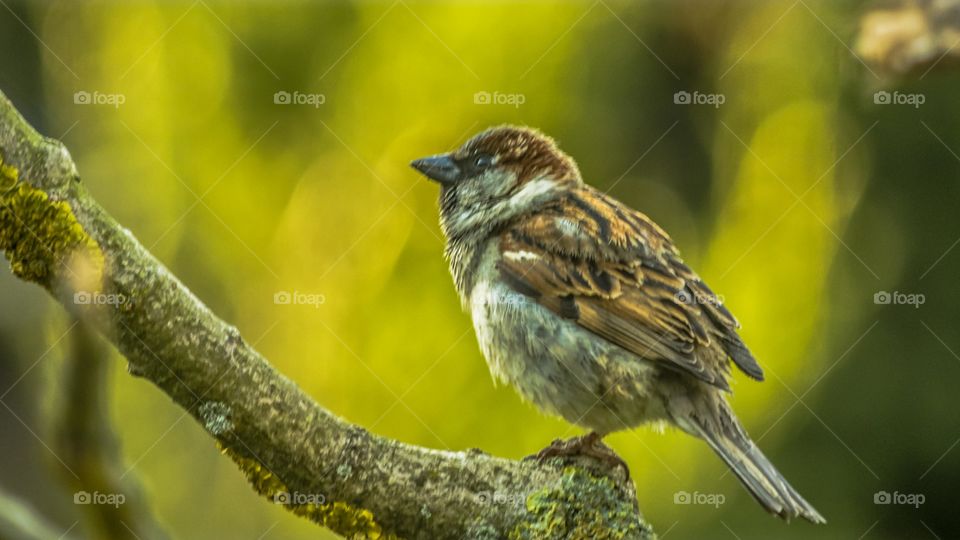 Bird, Wildlife, Nature, No Person, Outdoors