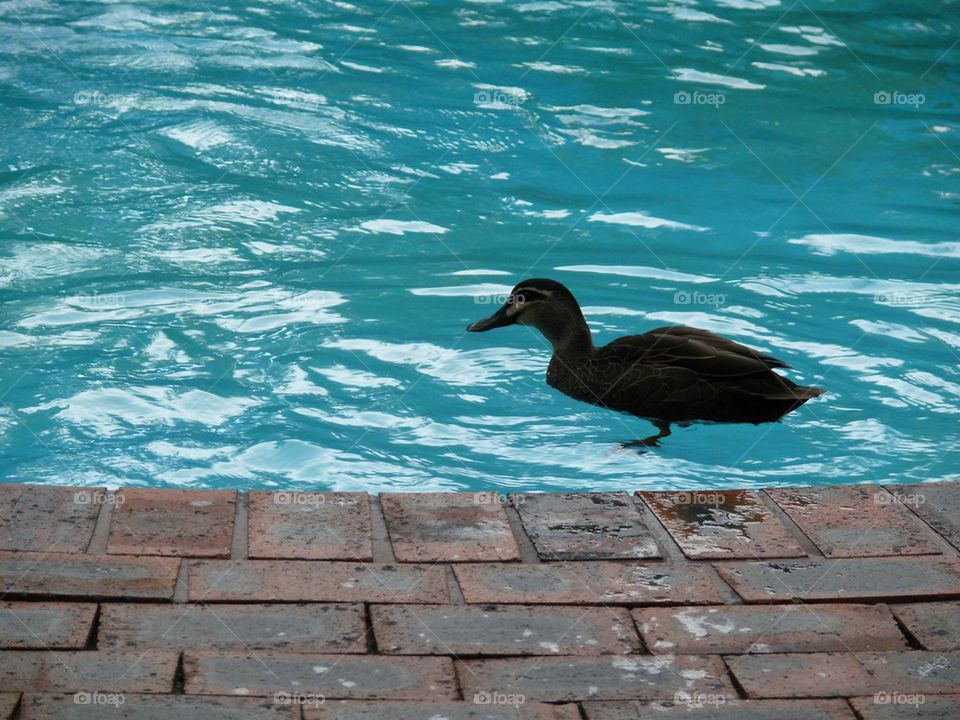 Duck in a Pool