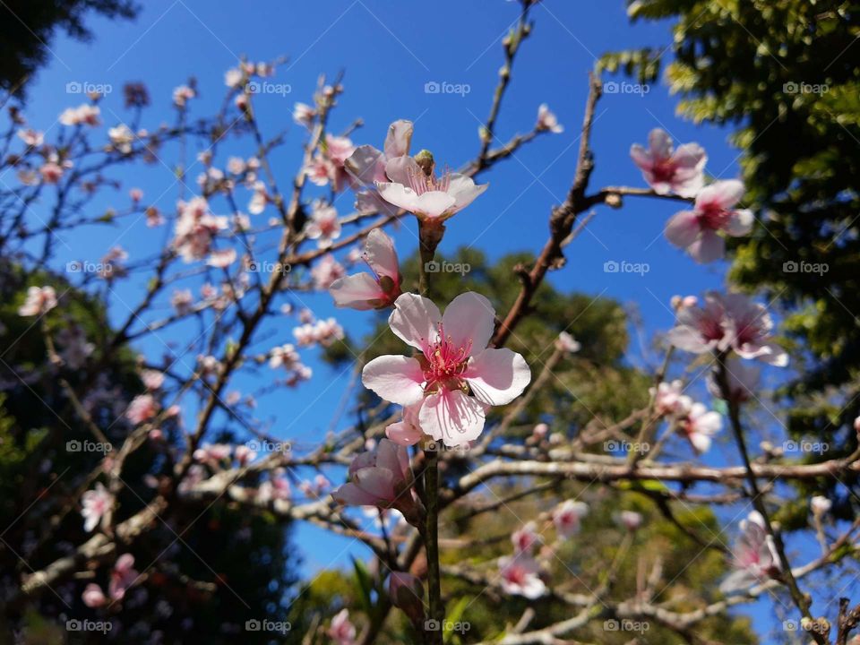 Peach flowers