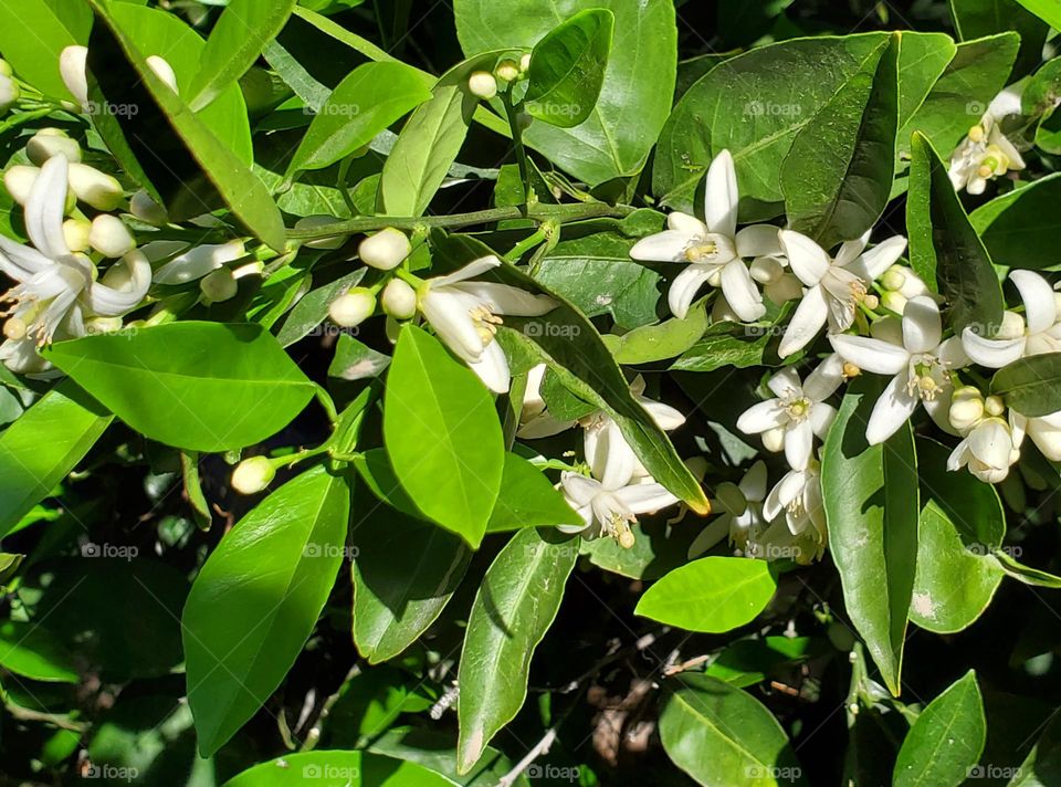 Orange Blossoms on the Tree