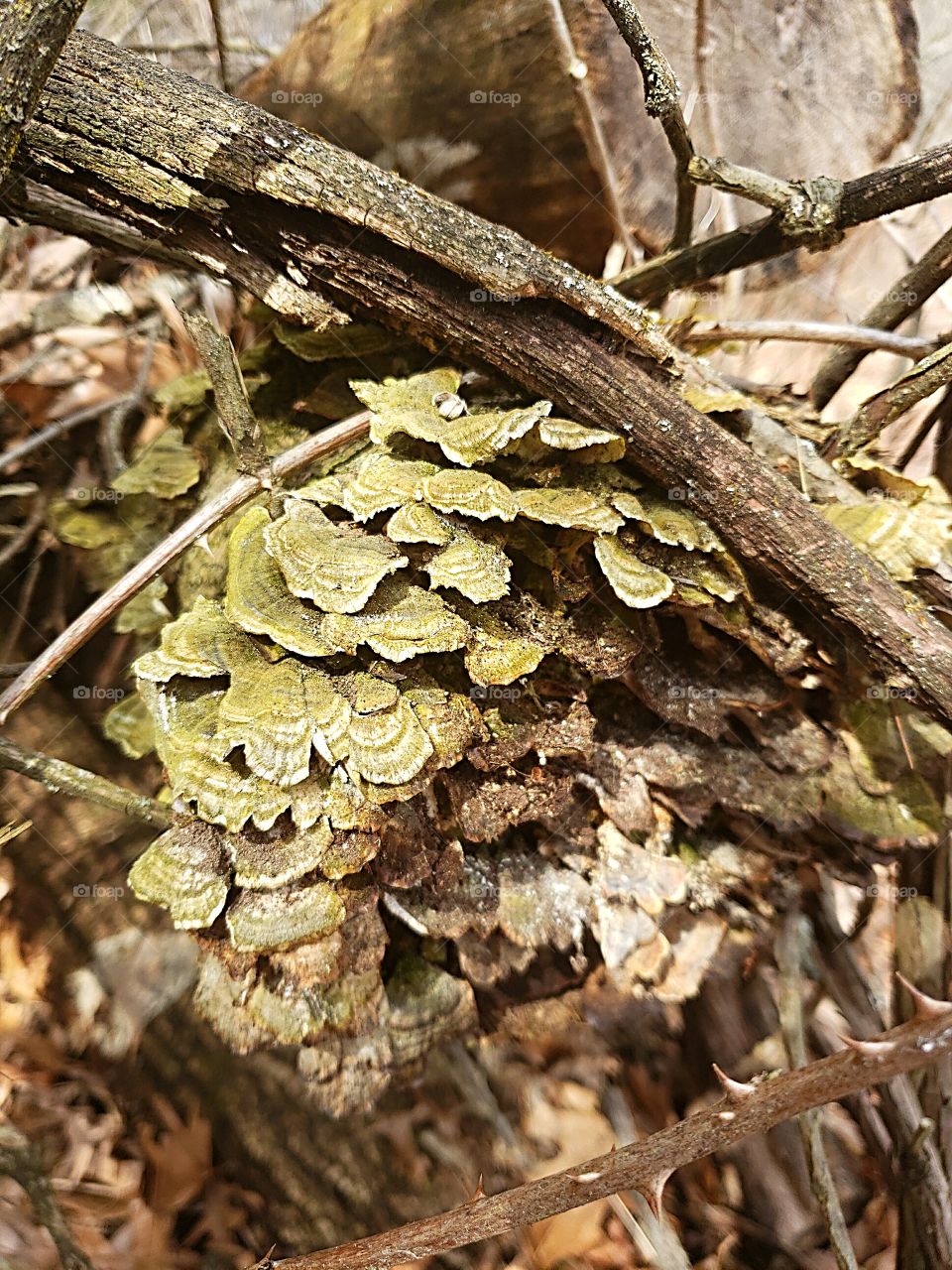 moss growing on a rotting log