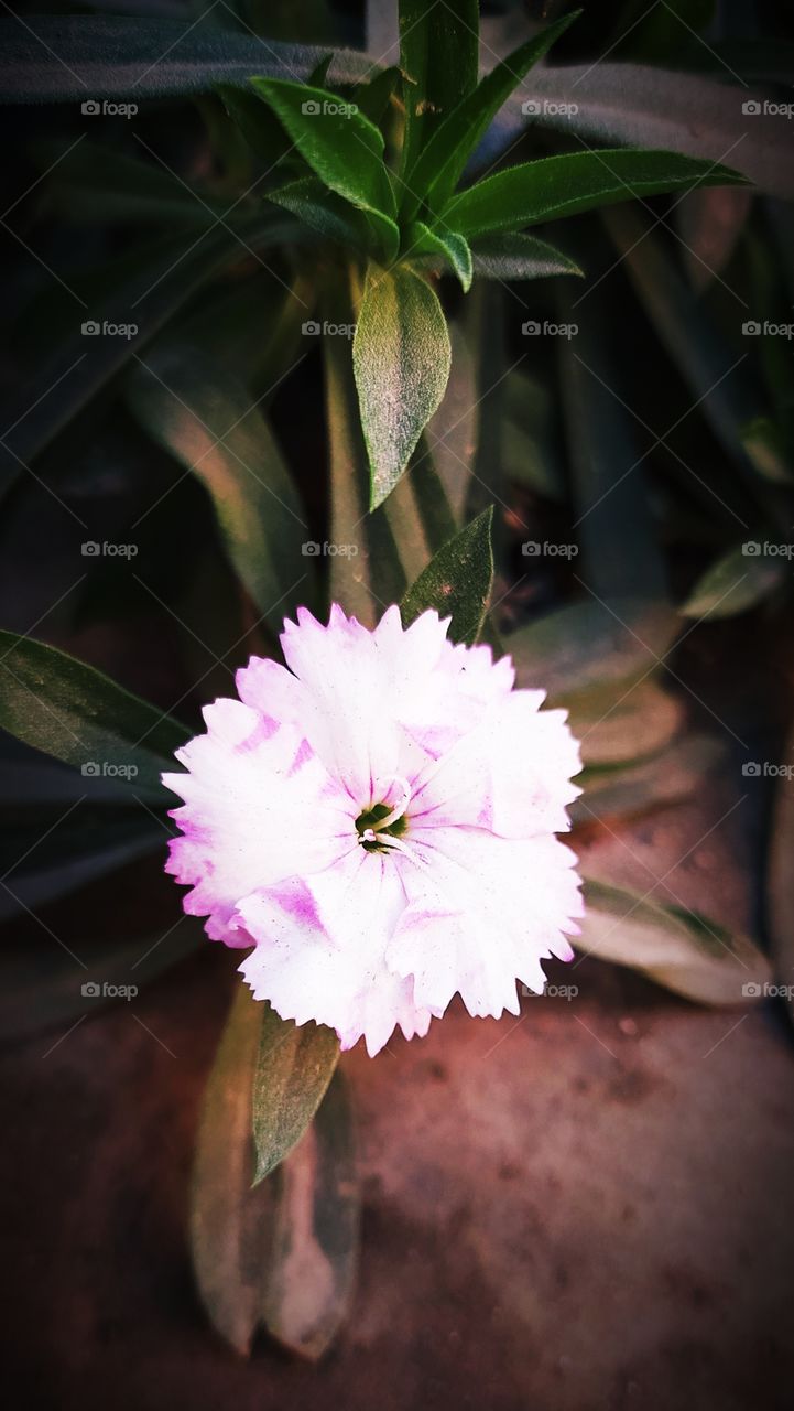 flower image