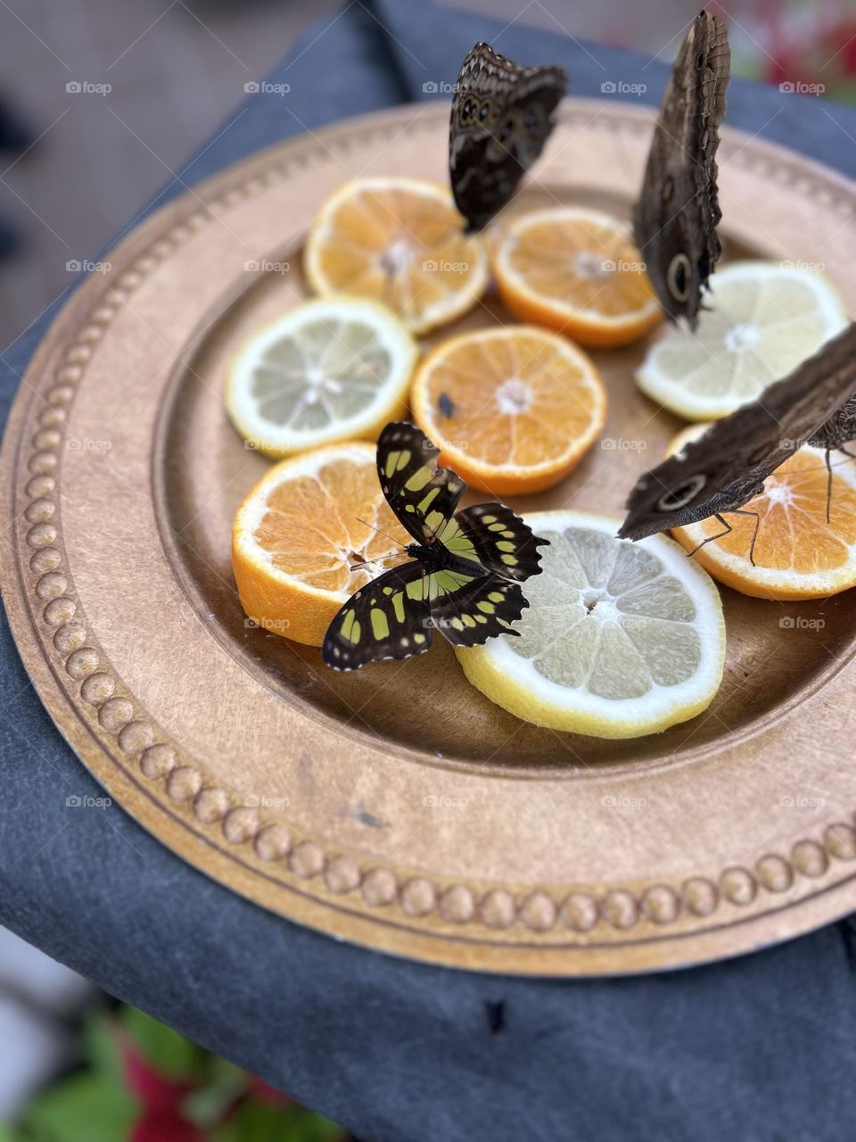 Butterflies in Space exhibit at the Krohn Conservatory in Cincinnati, OH