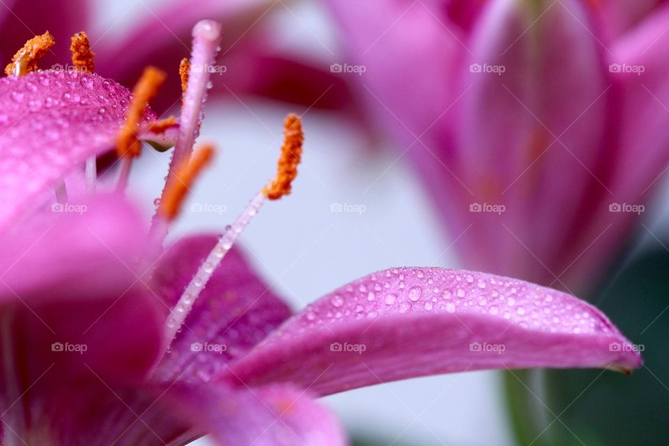 Orchid with raindrops 