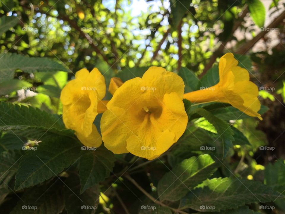 green spring flowers yellow by a.bilbaisi