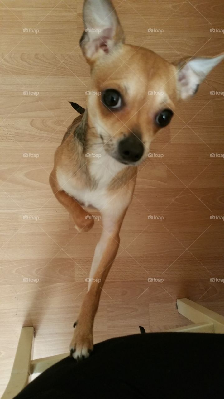 Max, Chihuahua