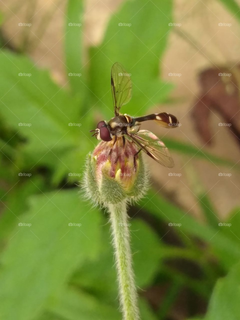 Nature, Insect, No Person, Flower, Outdoors