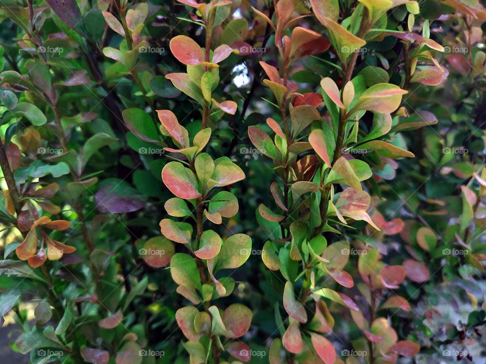 Macro photo of summer plants
