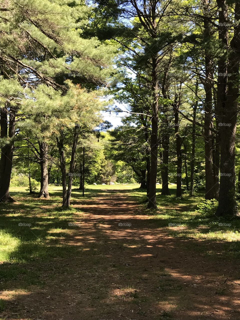 Path through beautiful summer trees