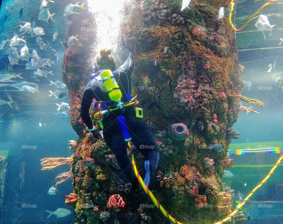 aquarium diver