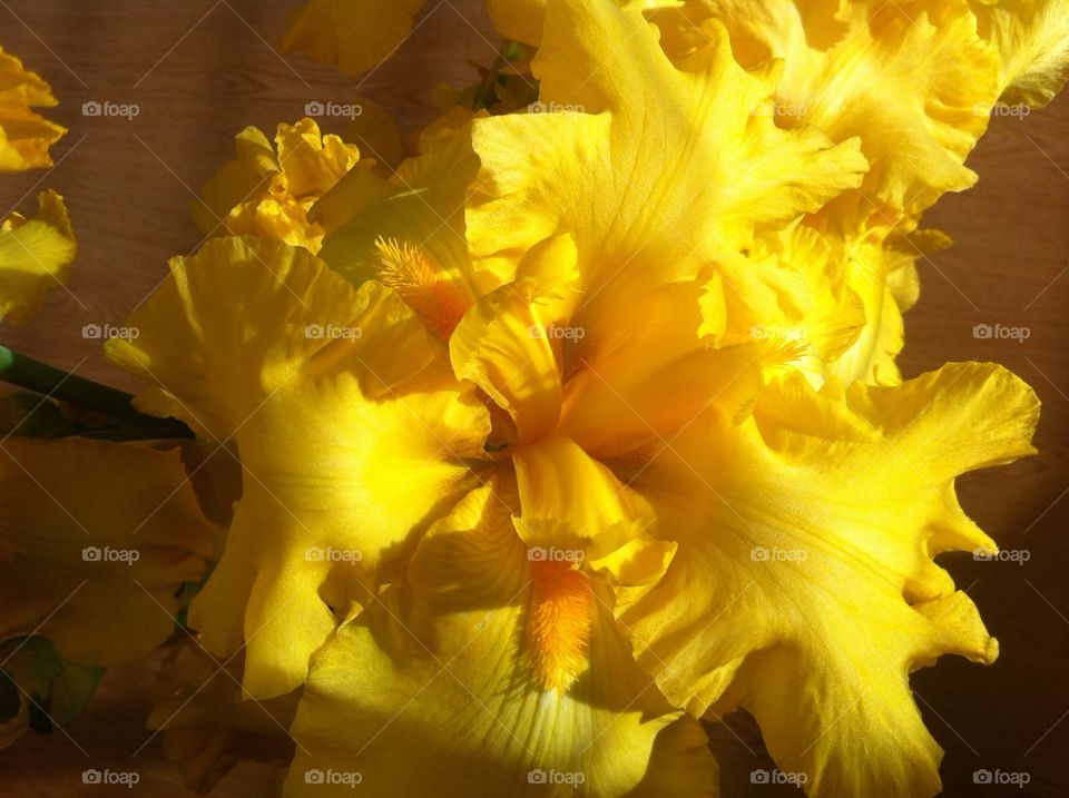 Yellow Iris. Yellow Iris