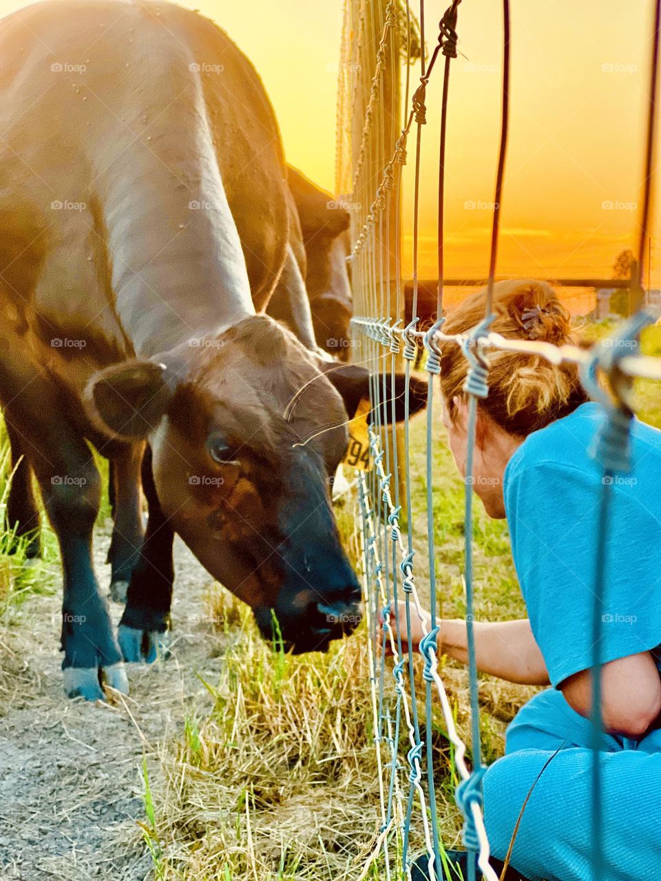  Visiting a local cow through the pasture fence. Staying at a vacation rental in the country next to a large field of cows.