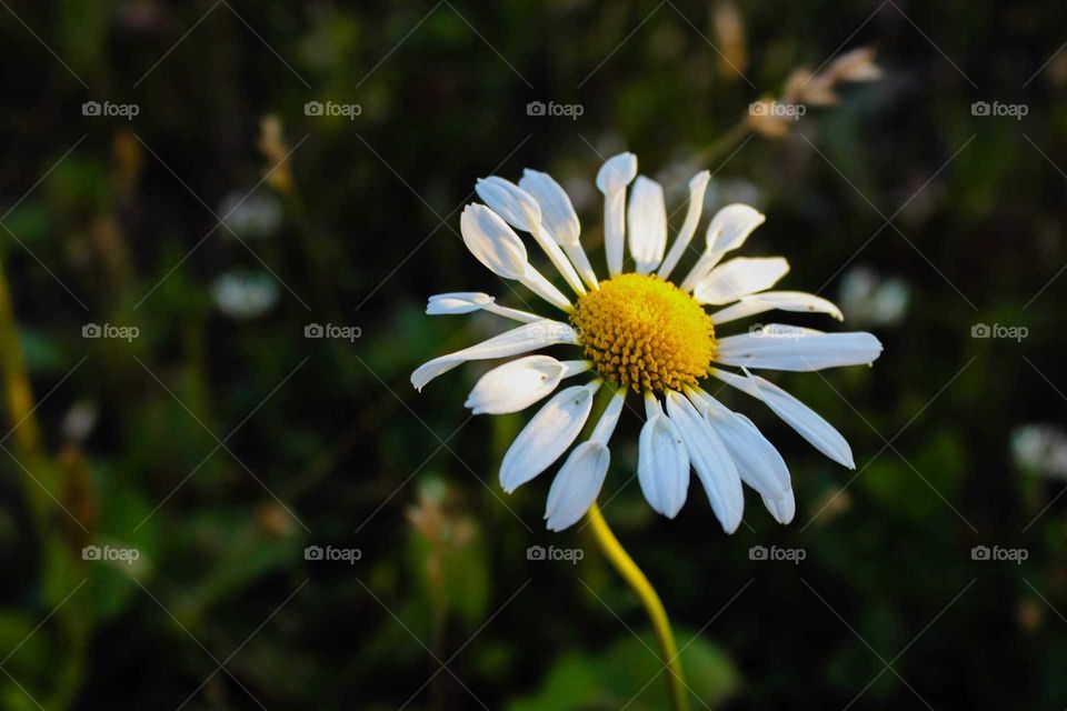 camomile