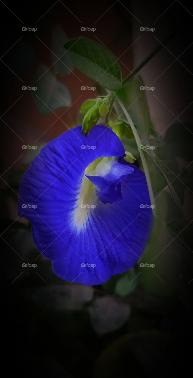 blue yellow flower