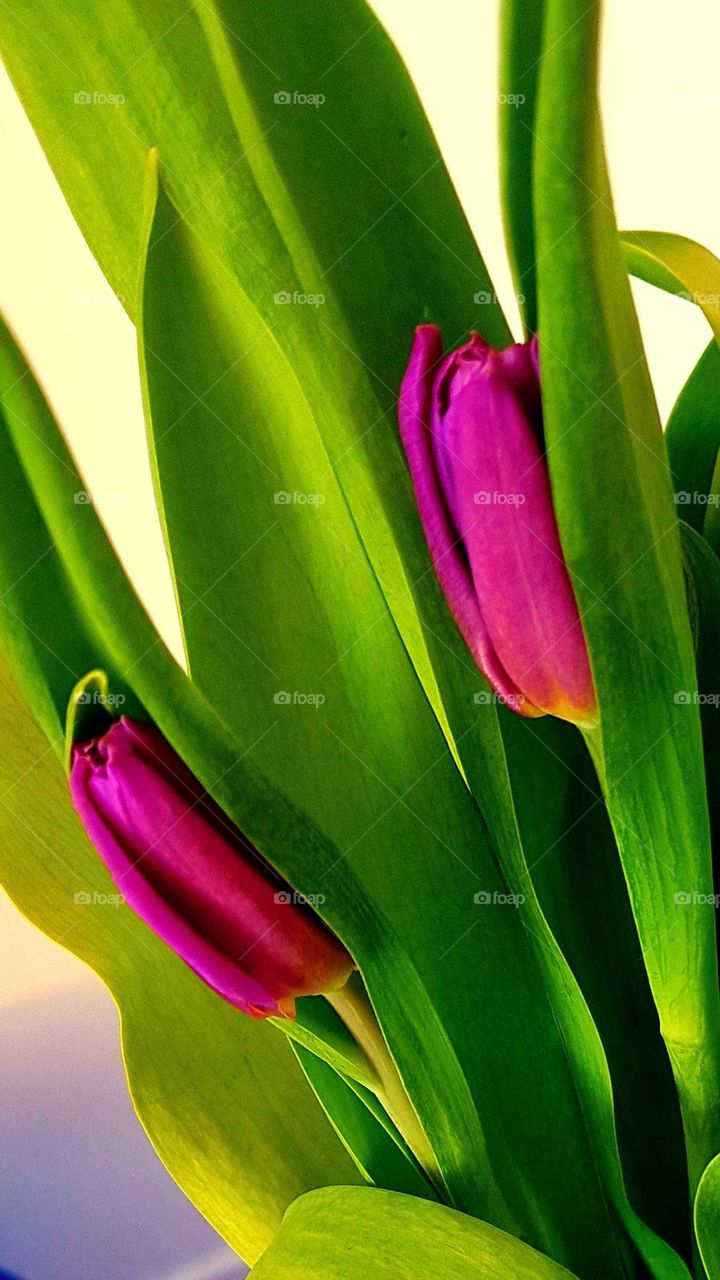 tulips