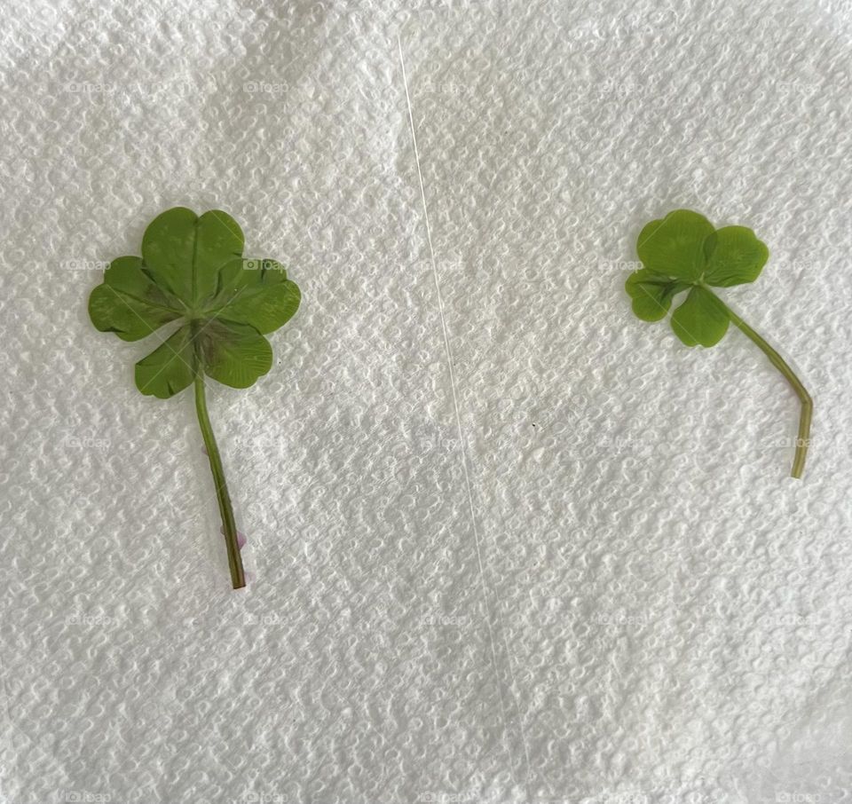 Four leaf clover 