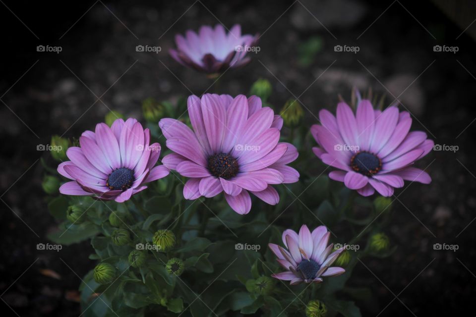 Flowers in my garden ;)