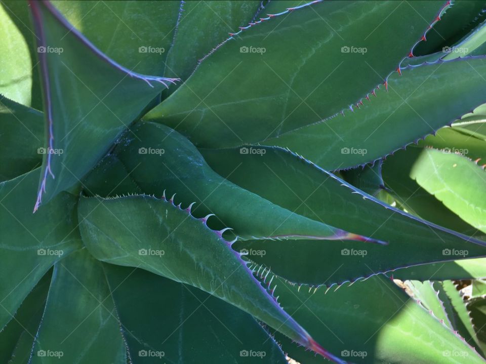 Green Agave 