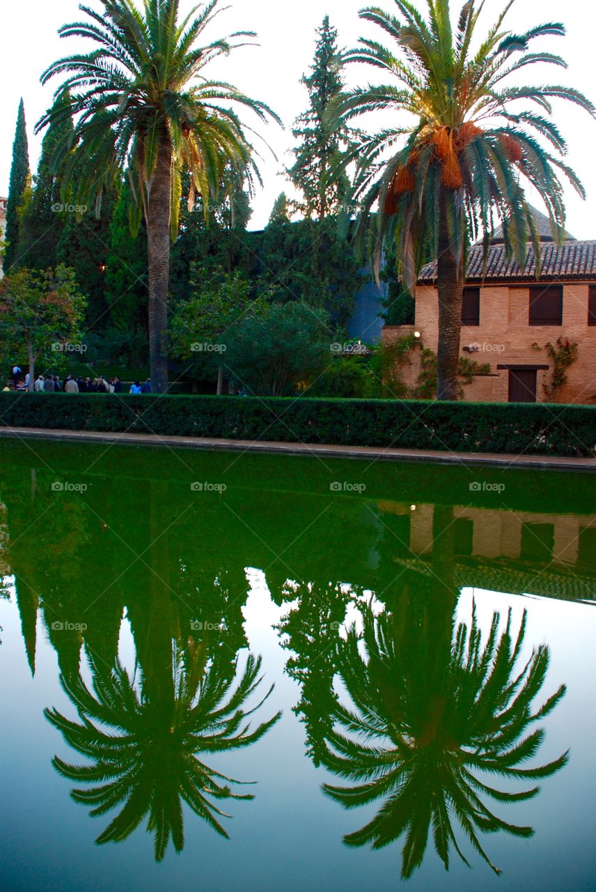 Two palms. Reflection. 