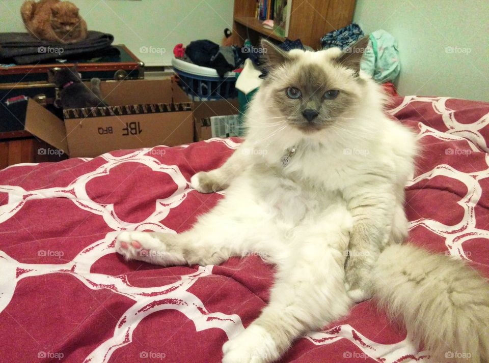 White cat sits like a person with two cats in the b