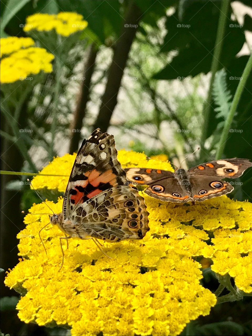 Wings of two butterflies 