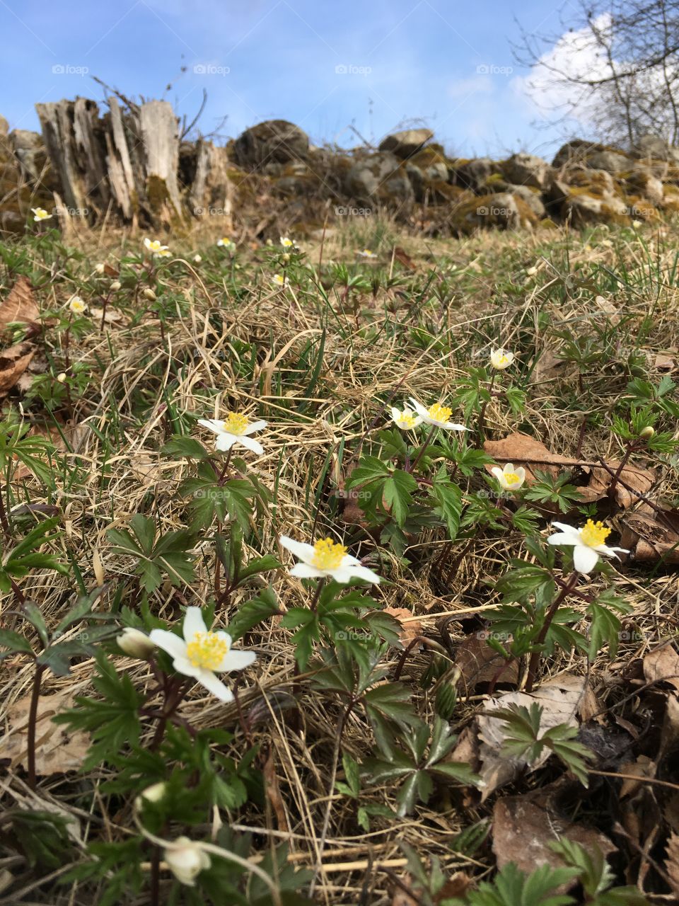 Wood anemone