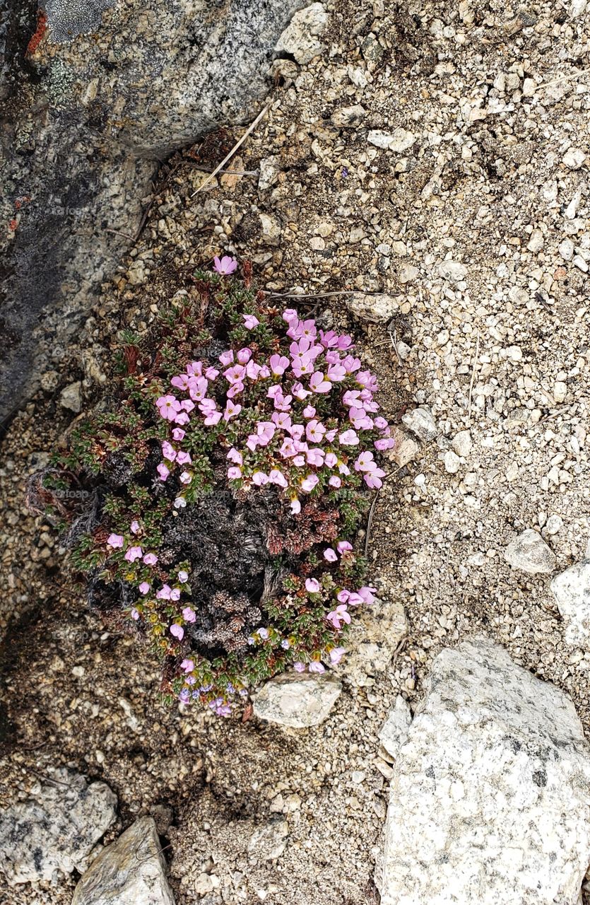 Springtime bloomings