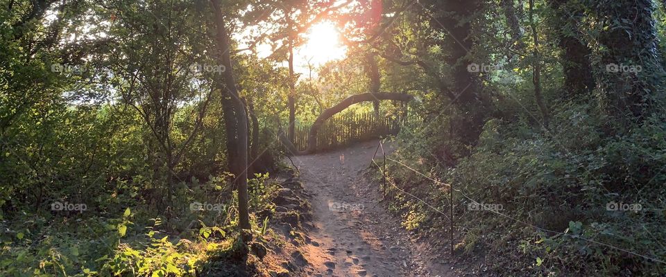 Ray of sunshine in the forest 