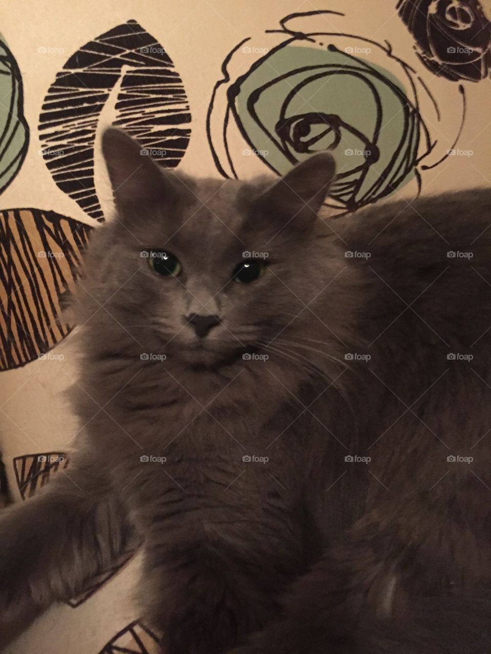 Stormie cat lounging around