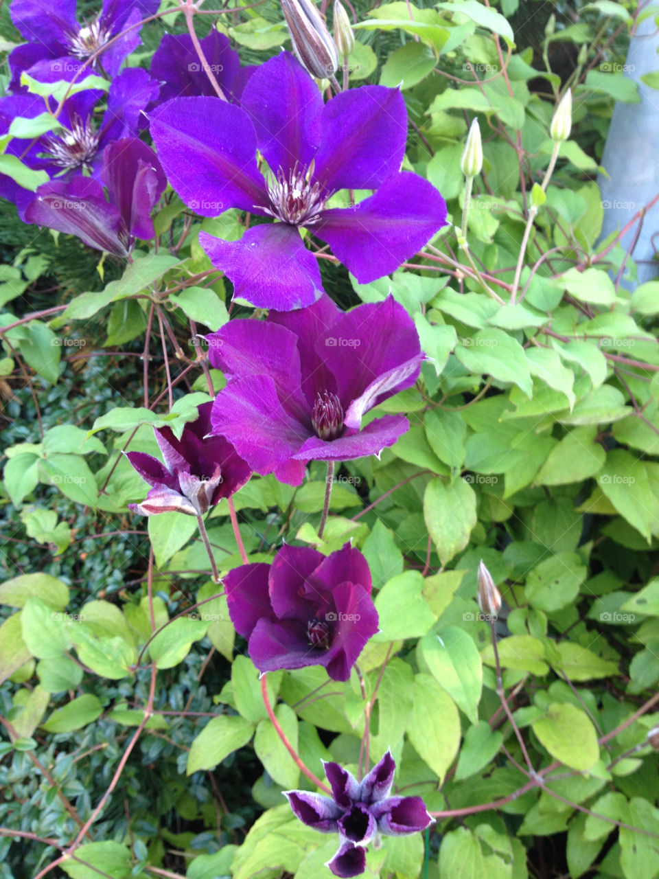 sweden angered .. clematice by ingimar_lykke_malmquist_json