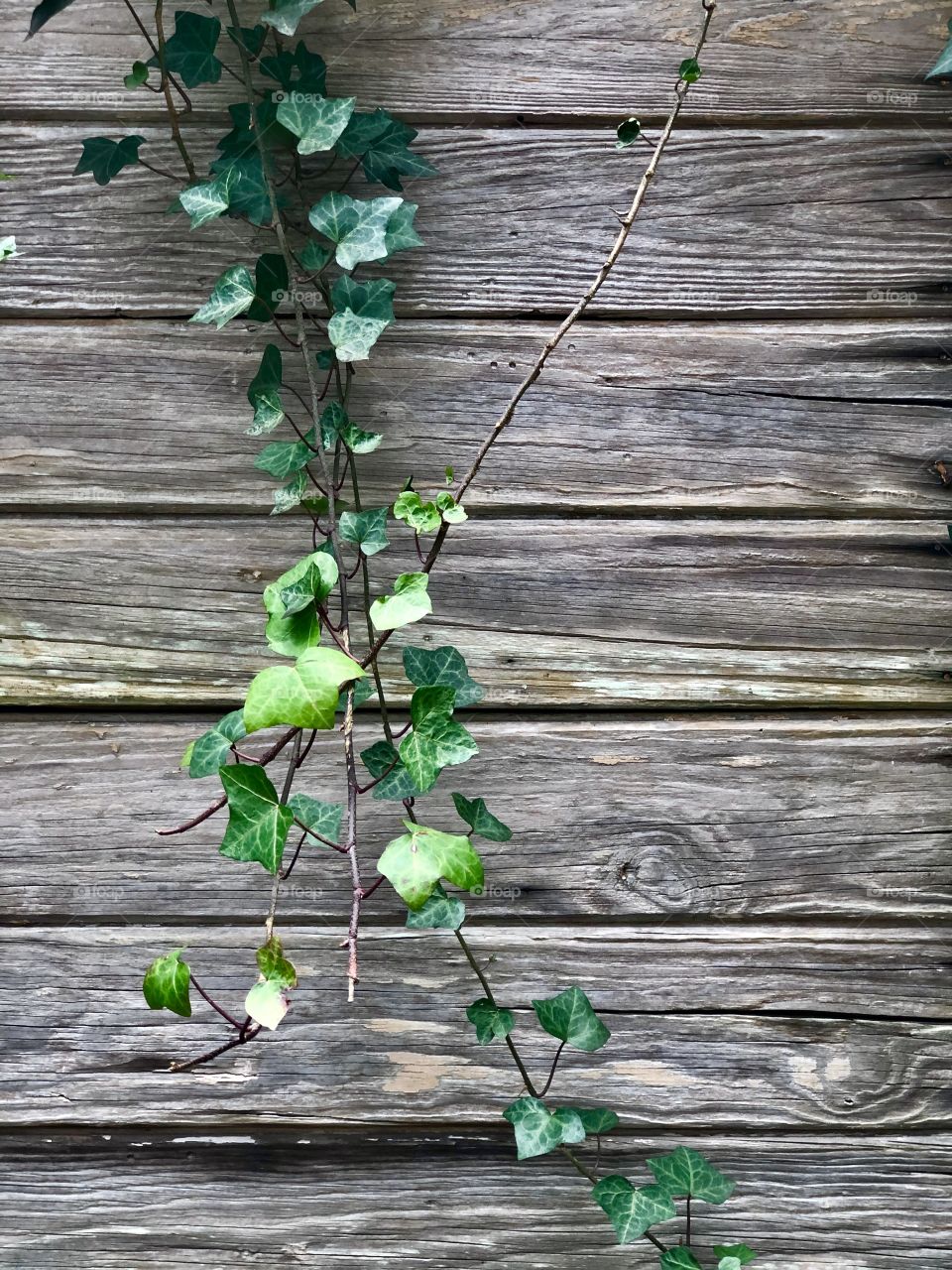 Creeper vine growing on weathered wooden boards