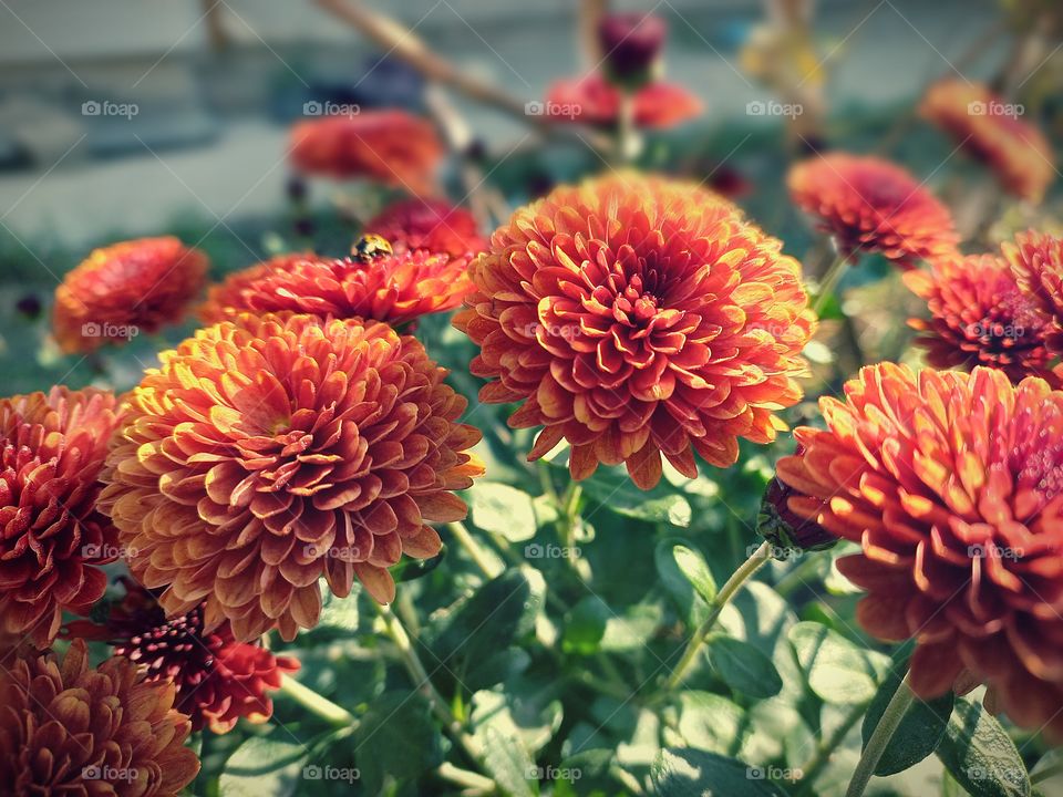 dark orange chrysanthemums in the autumn garden and ladybug