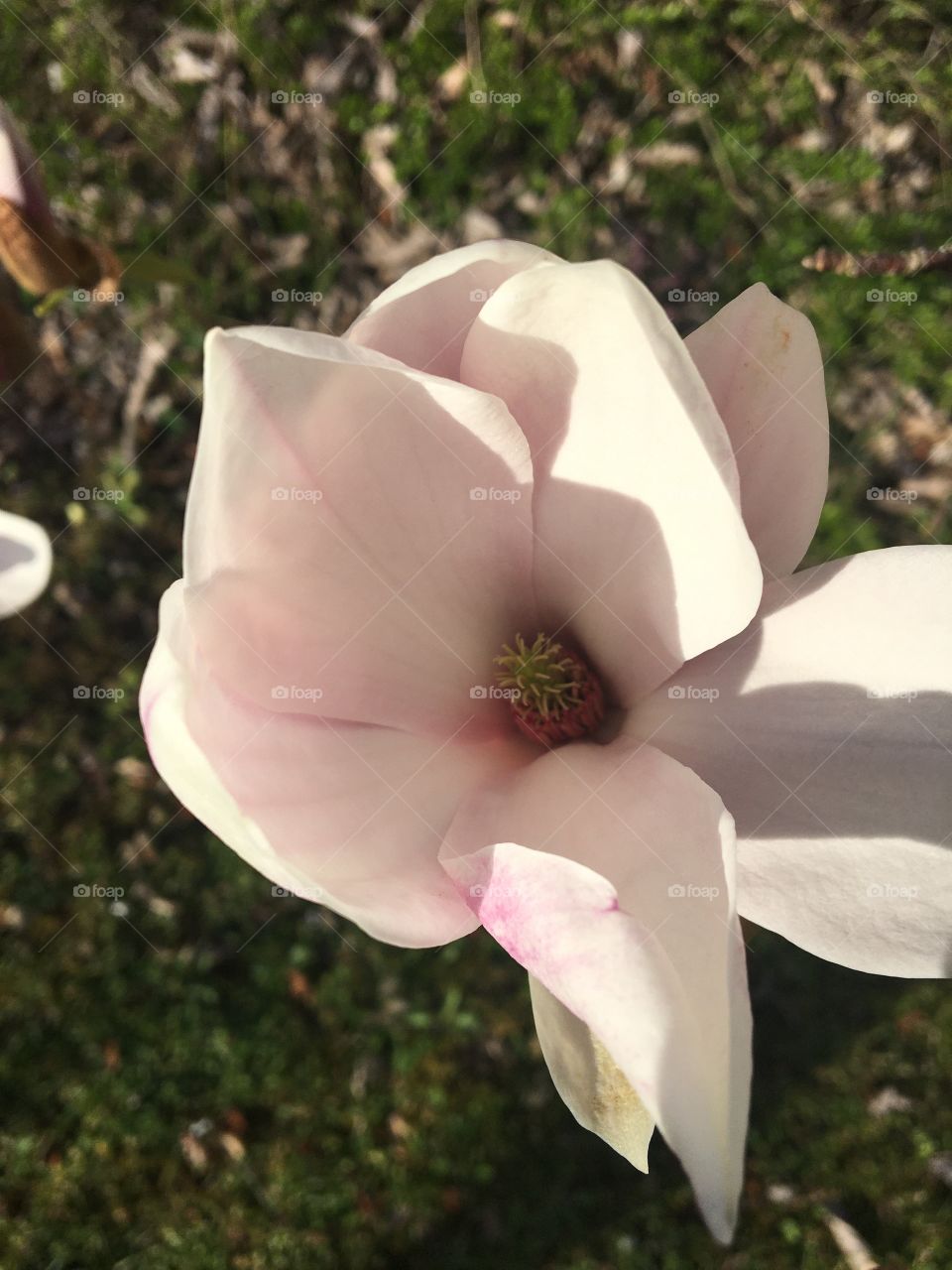 Magnolia flower