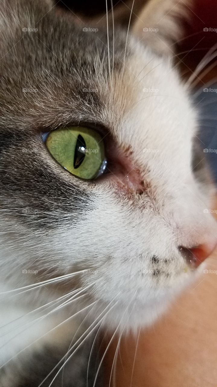 beautiful green cat eyes