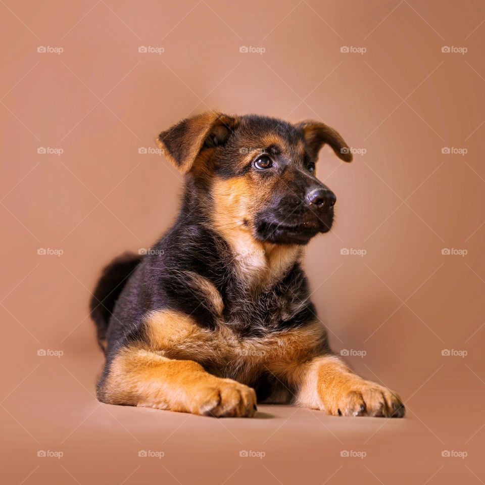 German shepherd puppy on light brown background 