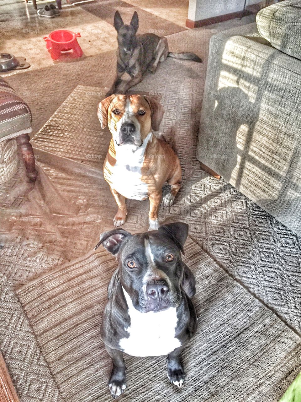 My dogs waiting to be let out for their morning run