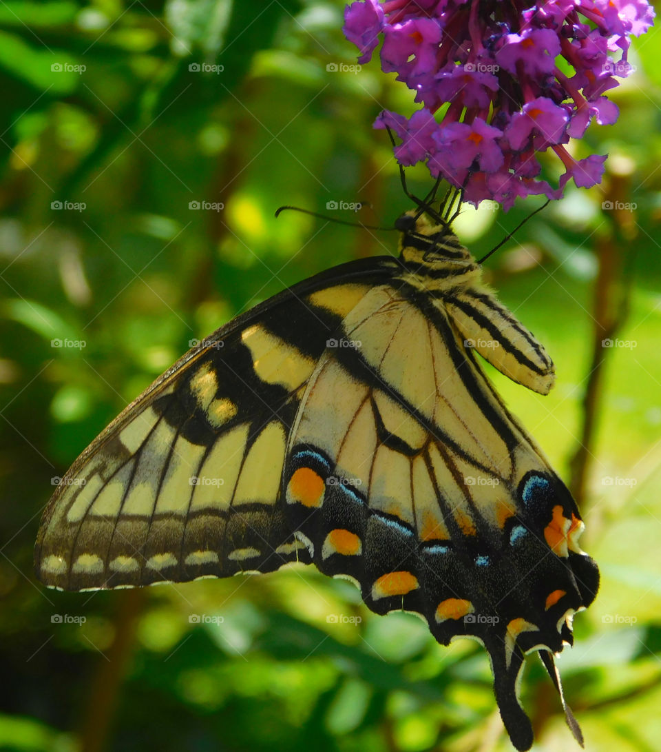 Eastern Tiger Swallowtail Butterfly: Here they get nectar from the brilliant Mexican Sunflower in my butterfly garden!