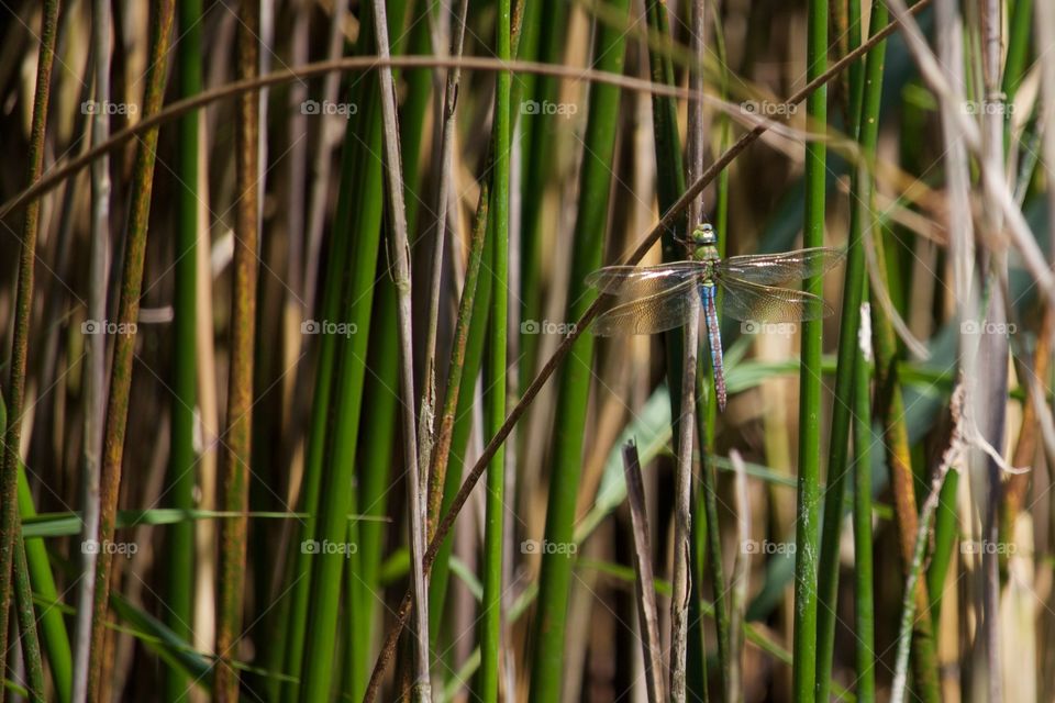 Dragonfly